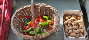 Blumen und Gemüse aus eigenem Anbau - Gärtnerei Nagel aus Frankfurt